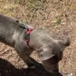 Blue nose pit for sale in Tallahassee, Florida