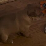 Miniature Bull terrier And Jack Russell Puppies in Fairfield, California