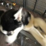 Two Siberian Huskies For Sale (female) in San Diego, California