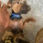 Yorkie in New York City, New York