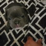 french bulldog puppies in The Dalles, Oregon