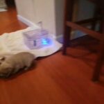 4 akc 4 week French Bulldog puppies in Norco, California