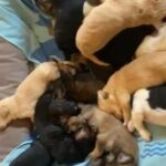 Mastidoodle Puppies! in Raleigh, North Carolina