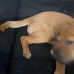 Puppy And Her Bone in Jacksonville, Florida