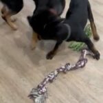 Rehoming in San Diego, California