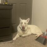 White German Shepard in Columbus, Georgia