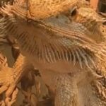Lizard For Sale in St. Marys, Pennsylvania