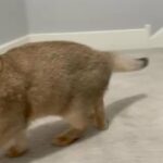 Scottish Fold in Minneapolis, Minnesota
