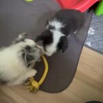 Female Fluffy, Black Tri American Corgi in Grove City, Ohio