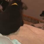 German Shepard Puppies in Pittsburgh, Pennsylvania