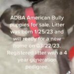 ADBA Puppies For Sale in Houston, Texas
