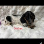 Miniature Dachshunds in Quincy, Illinois