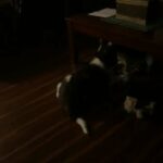 Border Collie Puppies in Midland, Michigan