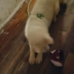 5month purebreed husky girl  $900  brooklyn in New York City, New York
