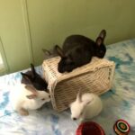 Healthy Playful Bunnies For Sale in Canton, Georgia