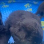 Shepadoodle puppies in Riverside, California