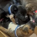 Lab Mix Golden Retriever 6 weeks old puppies in Kernersville, North Carolina