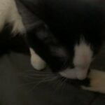 Kitten in Indianapolis, Indiana