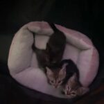 3 kittens in Baltimore, Maryland