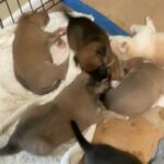 Puppies For Sale in Houston, Texas