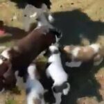 English Springers in Chapel Hill, North Carolina