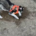 Pure Siberian Husky in New York City, New York