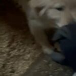 Golden Retriever (They Are All Akc Registered) (Parents Are Ofa Certified) in Fort Wayne, Indiana