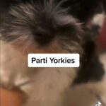 Parti Yorki in Charleston, South Carolina