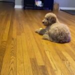 Golden doodle Puppies in Spartanburg, South Carolina