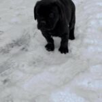 Baby Cane Corso Puppies For Sale! in Detroit, Michigan