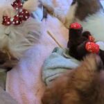 shorkie puppies. at play in Oakdale, California