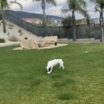 ADOPT ME!! in Fontana, California