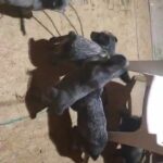 Australian Cattle Dogs( Blue Heelers ) in Wilmington, North Carolina