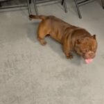 Bully’s in Orlando, Florida