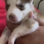 Siberian Husky’s in Homestead, Florida
