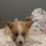 Pembroke Welsh Corgi in Corona, California