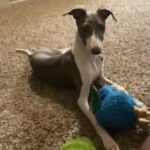 Year Old Papered Italian greyhound in Sacramento, California