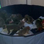 American Pit Corso Puppies in New Britain, Connecticut