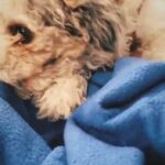 RARE female Blue Merle Toy Cockapoo in Austin, Texas