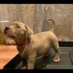 ? Pink Girl in Los Angeles, California
