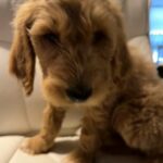 Buck (Starbuck) Apricot Goldendoodle in St. Louis, Missouri