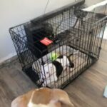 9 Week Old Pitt Bull Cookie in Denver, Colorado