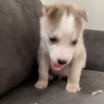 Siberian Husky’s in Homestead, Florida
