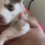 SiberianHuskys $330 in Homestead, Florida