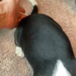 Toby in Springfield, Missouri