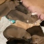 Home Pets in Houston, Texas