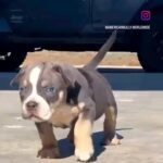 American Bully in Dallas, Texas