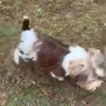 Parti Yorkie in Raleigh, North Carolina