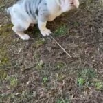 French Bulldog in Raleigh, North Carolina
