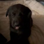 German Shepard And Lab Puppies in Sacramento, California